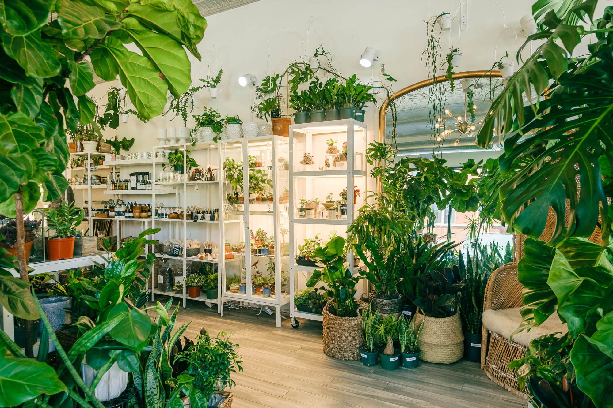 Plant Salon